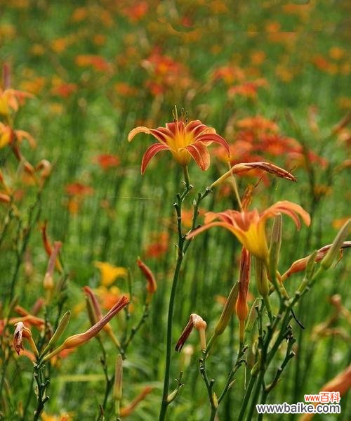 忧愁花语的深刻内涵与情感表达 忧愁花语