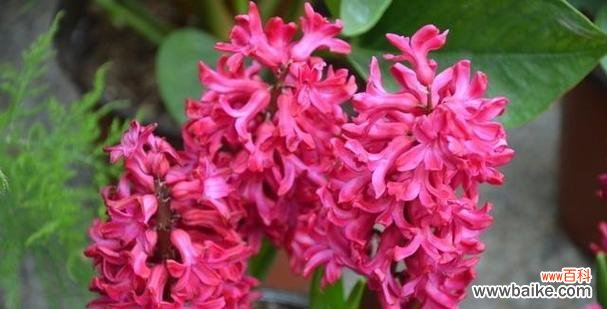 传递真挚情感的五种花朵 花语中的真诚之花