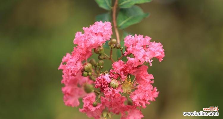 传递真挚情感的五种花朵 花语中的真诚之花