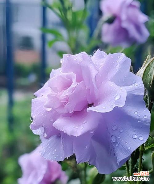 传递真挚情感的五种花朵 花语中的真诚之花