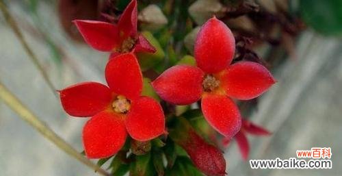 探寻长寿花语 寓意长寿的花，传达生命的美好