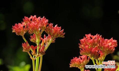 探寻长寿花语 寓意长寿的花，传达生命的美好