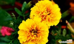 探寻长寿花语 寓意长寿的花，传达生命的美好