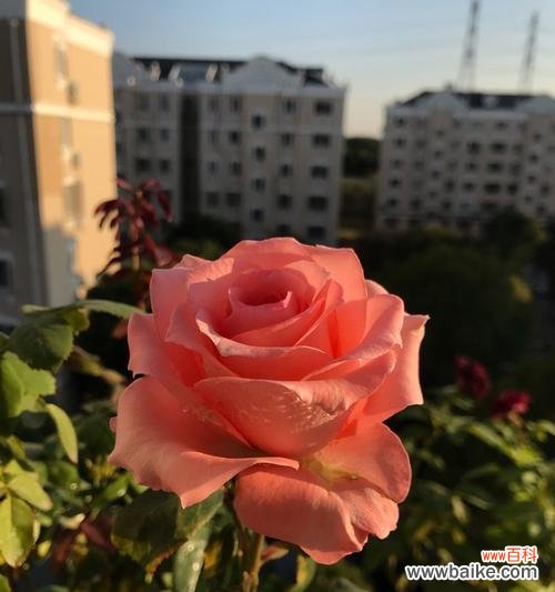 以花语传递不舍 再见的花