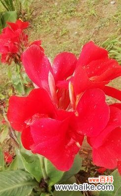 以花语传递不舍 再见的花