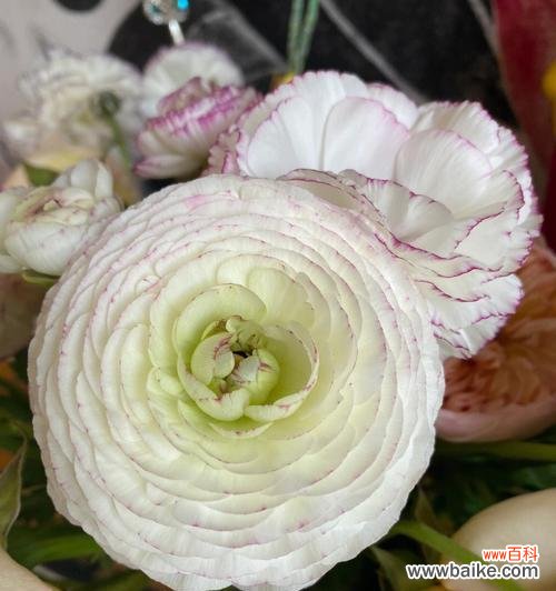 悦目的花朵散发出自律的力量 用花语传达自律之美