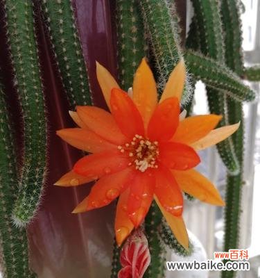 悦目的花朵散发出自律的力量 用花语传达自律之美