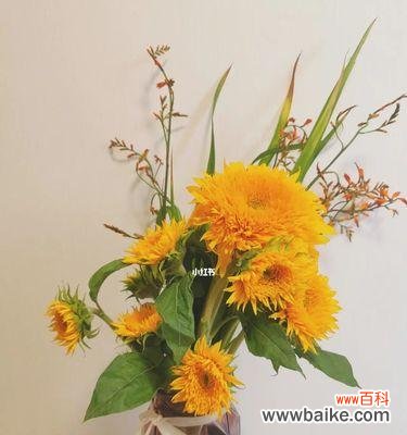 深情祝福 花开祝愿，花语寄托