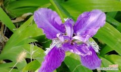 以自信之名 盛开自信，花开自我——自信的花