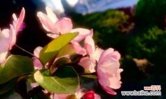 海棠花的花语及其文化意义 海棠花