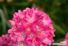 海石竹花语的意义和象征力 以海石竹的花语引领幸福生活