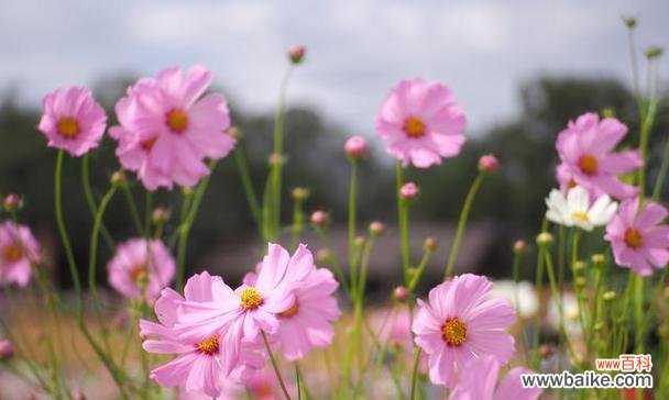 传递心灵之语 以波斯菊的花语