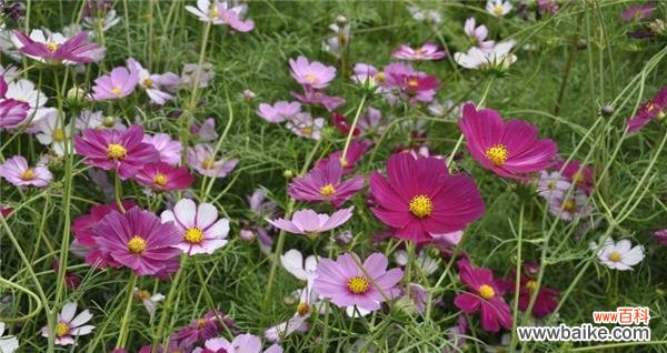 传递心灵之语 以波斯菊的花语