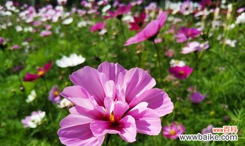 探寻波斯菊的内涵和神秘力量 波斯菊的花语与象征意义