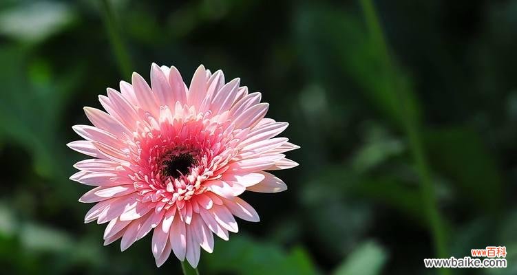 探寻波斯菊的内涵和神秘力量 波斯菊的花语与象征意义