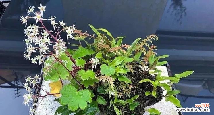 揭秘波士顿蕨在家居风水中的神奇作用 波士顿蕨的风水禁忌与寓意