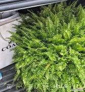 揭秘波士顿蕨在家居风水中的神奇作用 波士顿蕨的风水禁忌与寓意