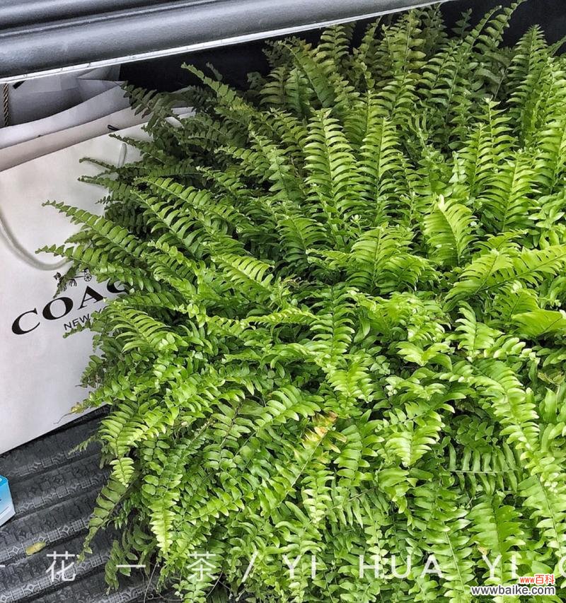 揭秘波士顿蕨在家居风水中的神奇作用 波士顿蕨的风水禁忌与寓意