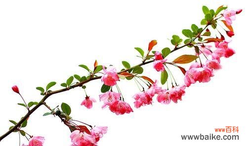 海棠花的美丽和内涵 海棠花