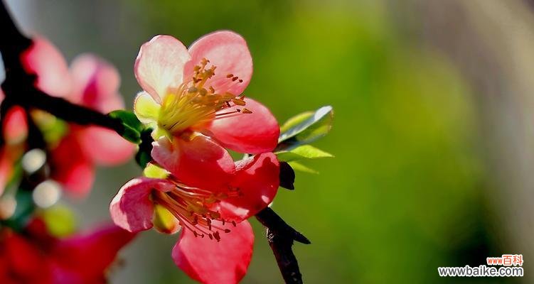 一朵花 海棠花开