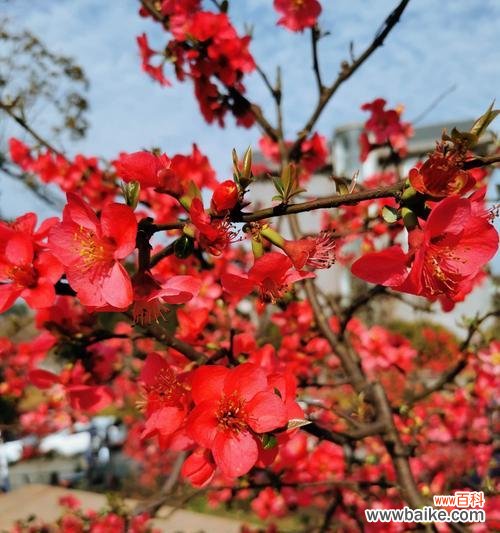 一朵花 海棠花开
