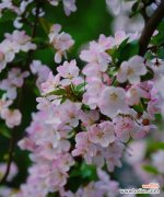 海棠花的深情与坚毅 海棠花的花语与传说