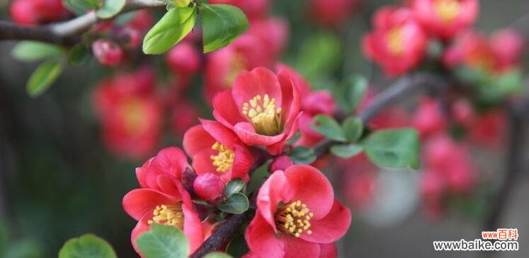 揭开海棠花的神秘面纱 海棠花的花语与寓意