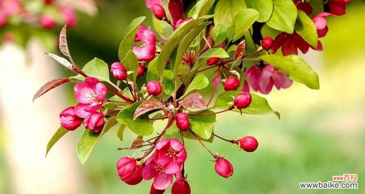 婉约高贵的花卉 海棠花的象征意义与美丽传说