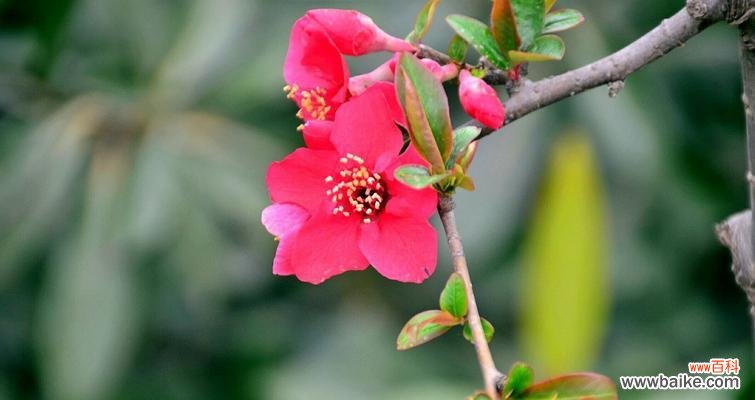 婉约高贵的花卉 海棠花的象征意义与美丽传说
