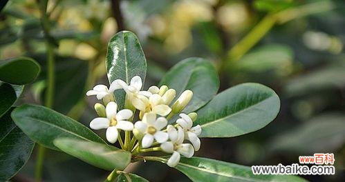 花海中的浪漫与祝福 迎春花盛开，海桐花语传情