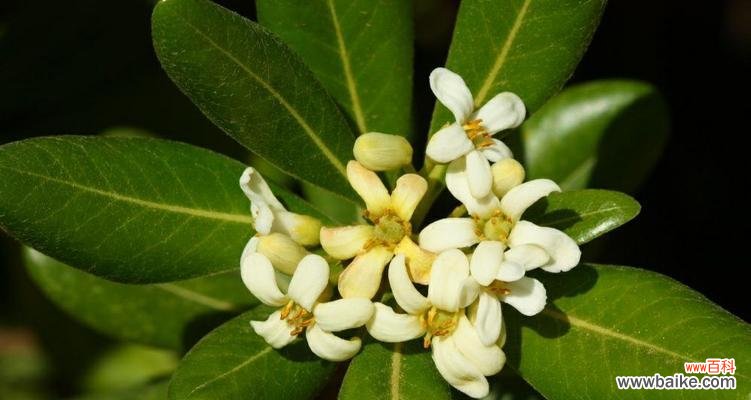 花海中的浪漫与祝福 迎春花盛开，海桐花语传情