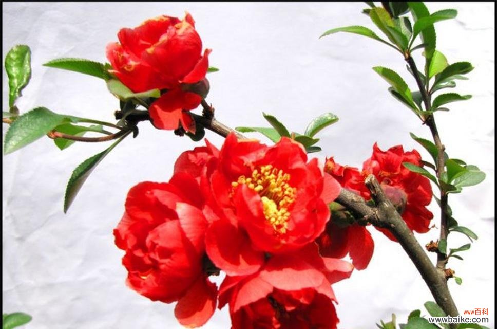 揭秘海棠树的文化内涵与魅力 海棠树的象征意义与美丽之旅