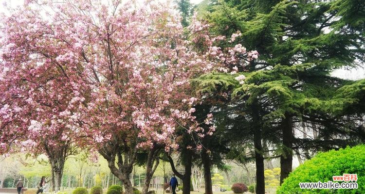 揭秘海棠树的文化内涵与魅力 海棠树的象征意义与美丽之旅