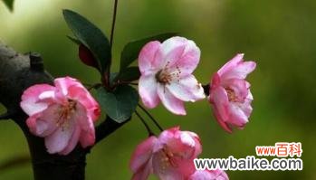 传承中华文化的花 海棠花的寓意与象征——春天的希望