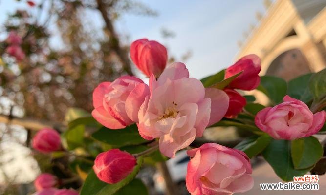 传承中华文化的花 海棠花的寓意与象征——春天的希望