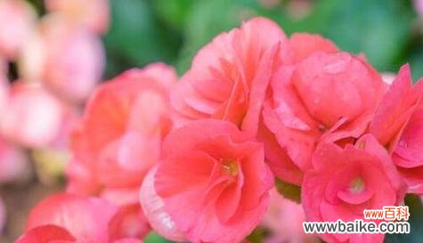 传承千年的深情与坚韧 海棠花的意义与寓意