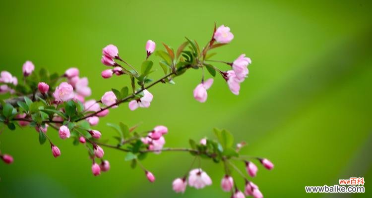 传承千年的深情与坚韧 海棠花的意义与寓意