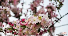 美丽而坚强的“她” 海棠花语的象征与寓意