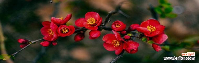 探索海棠花的深层内涵 海棠花的象征意义与花语