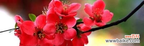 探索海棠花的深层内涵 海棠花的象征意义与花语