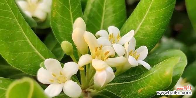 一朵海桐花 海桐花语