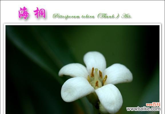 一朵海桐花 海桐花语