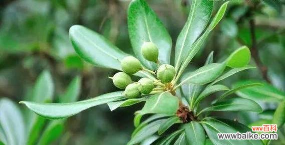 追寻自由与热爱的心灵符号 海桐花