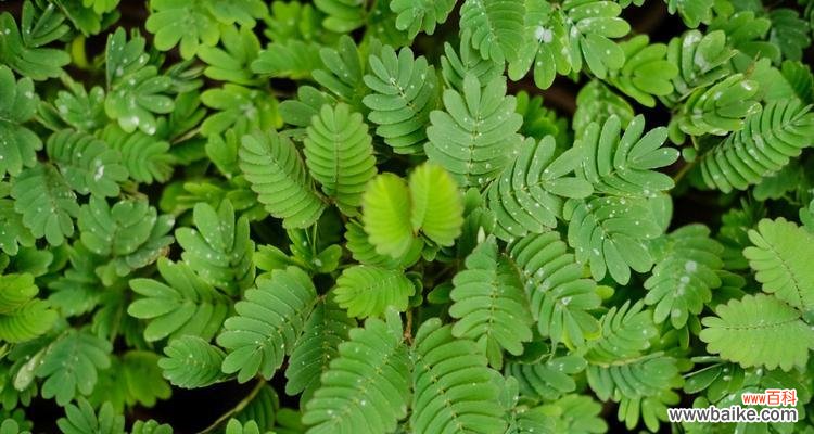 感受自然的害羞与勇敢 含羞草花语——深藏的温柔