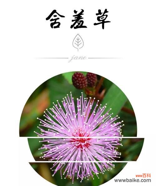 感受自然的害羞与勇敢 含羞草花语——深藏的温柔