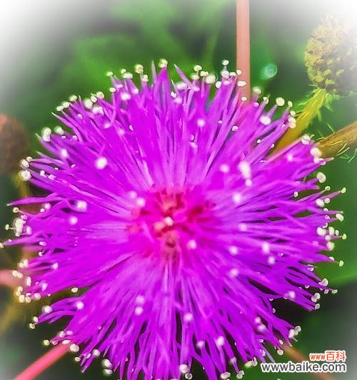 感受自然的害羞与勇敢 含羞草花语——深藏的温柔