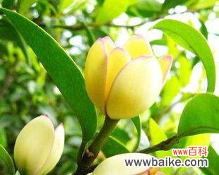 美丽与希望的化身 含笑花的象征意义