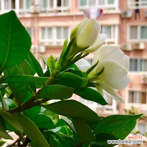 传递快乐与希望的花朵 以含笑花的花语