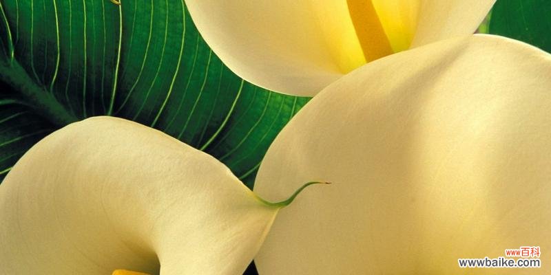 传说中的海芋之源——神秘而美丽的花朵 海芋花语海芋的传说