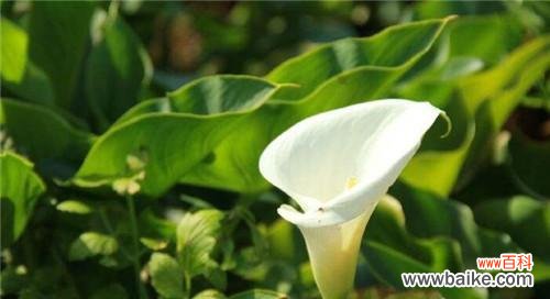 绽放青春 海芋花语-寓意花开如画，生命之美